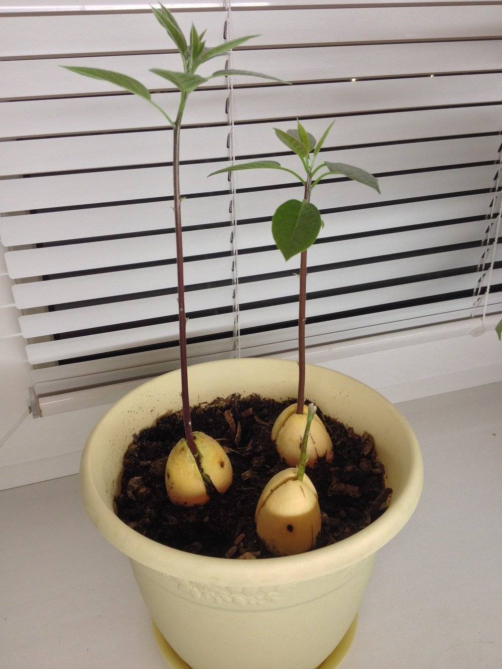 Как вырастить авокадо из косточки в домашних условиях [2020]