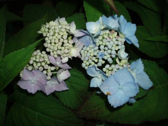 Цветок "гортензия": описание, период цветения, фото, посадка и уход