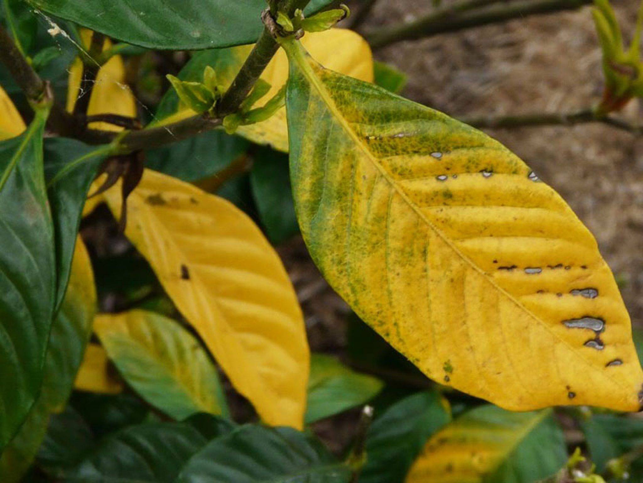 Ванька мокрый опадают листья что делать. проблемы с листьями бальзамина: почему они опадают и что еще может с ними случиться? лечение и профилактика