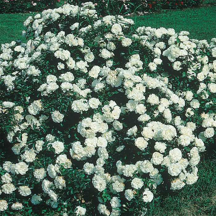 Описание белой почвопокровной розы-шраба сорта бланк мейяндекор или мейдиланд
