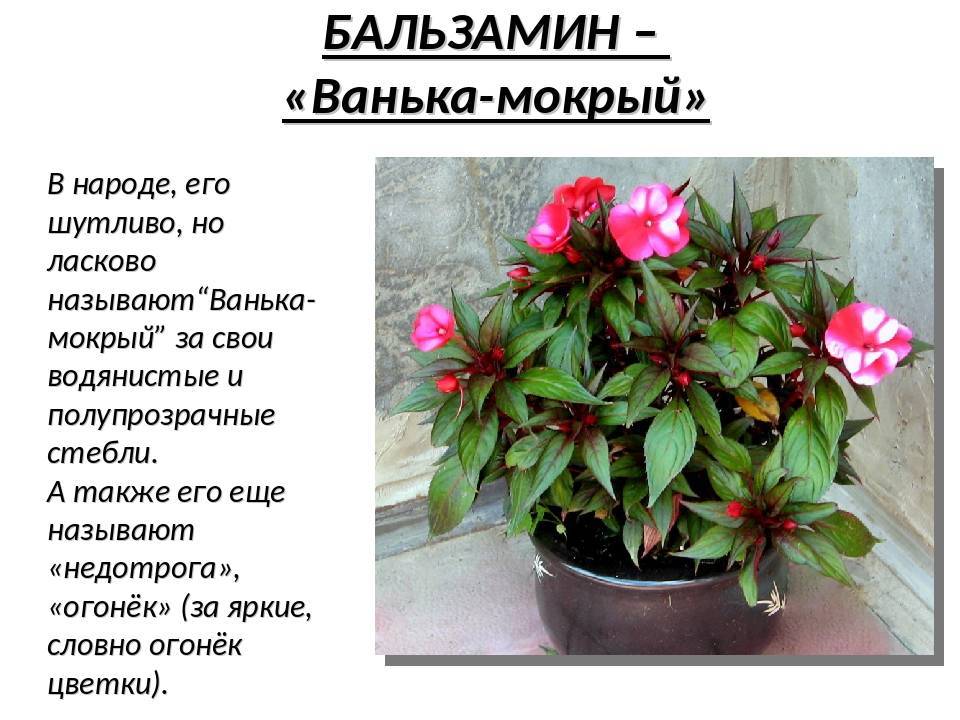 Мир растений. бальзамин - хвастунишка
 - 15 июня
 - 43507421393 - медиаплатформа миртесен