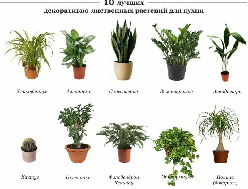 Список-каталог растений на букву "м"