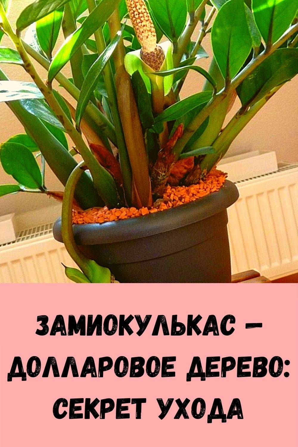Замиокулькас – уход в домашних условиях за цветком