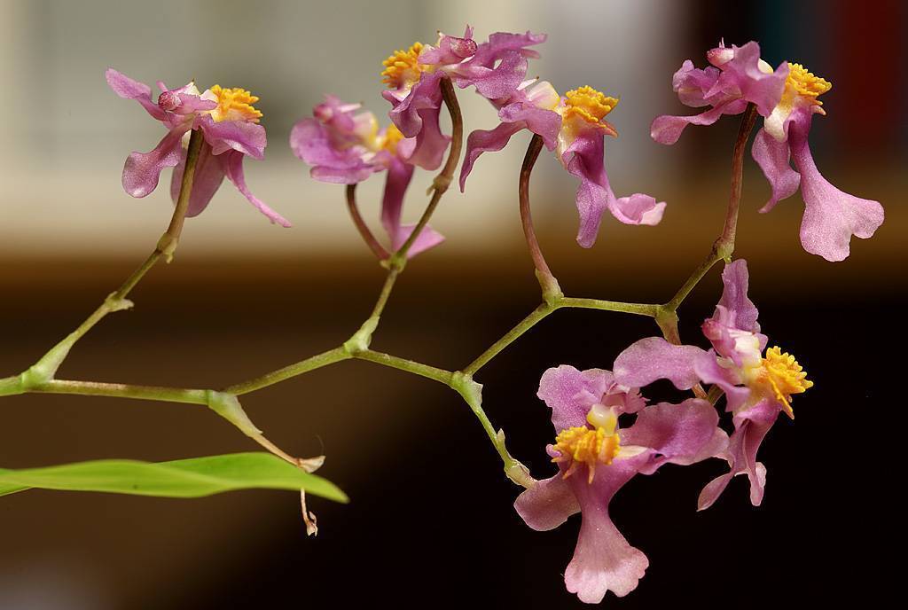 Орхидея онцидиум: подробное описание, виды и фото растения, а также правила ухода и размножения в домашних условиях