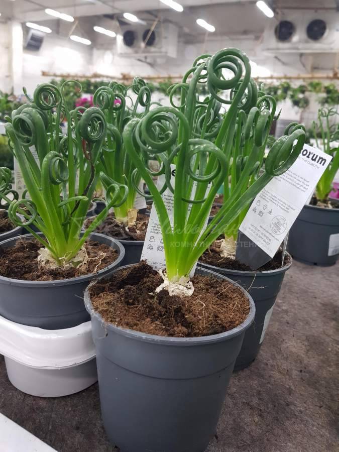 Альбука спиральная  - растение с «завивкой» - как ухаживать размножить в домашних условиях