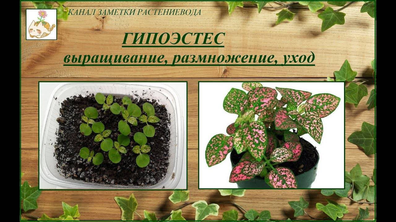 Цветок гипоэстес: уход в домашних условиях и выращивание из семян, фото, размножение