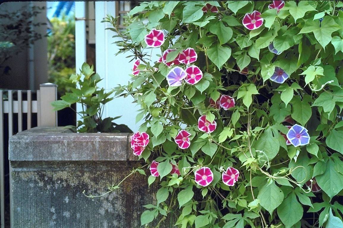 Цветок "ипомея пурпурная": посадка и уход в открытом грунте + фото