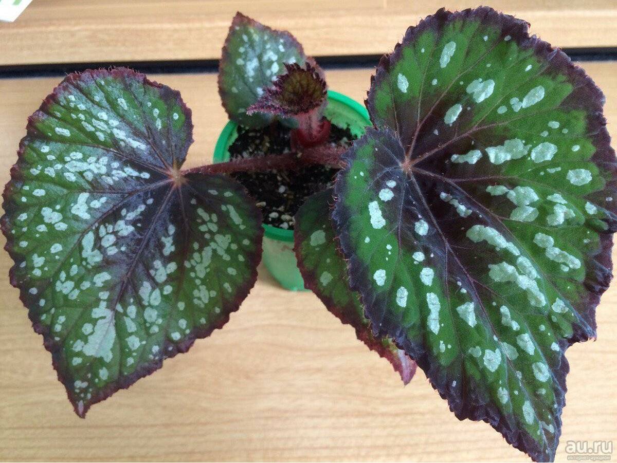 Бегония королевская (Begonia Rex) в домашних условиях