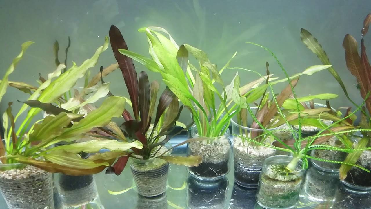 Какие растения посадить в аквариум новичку