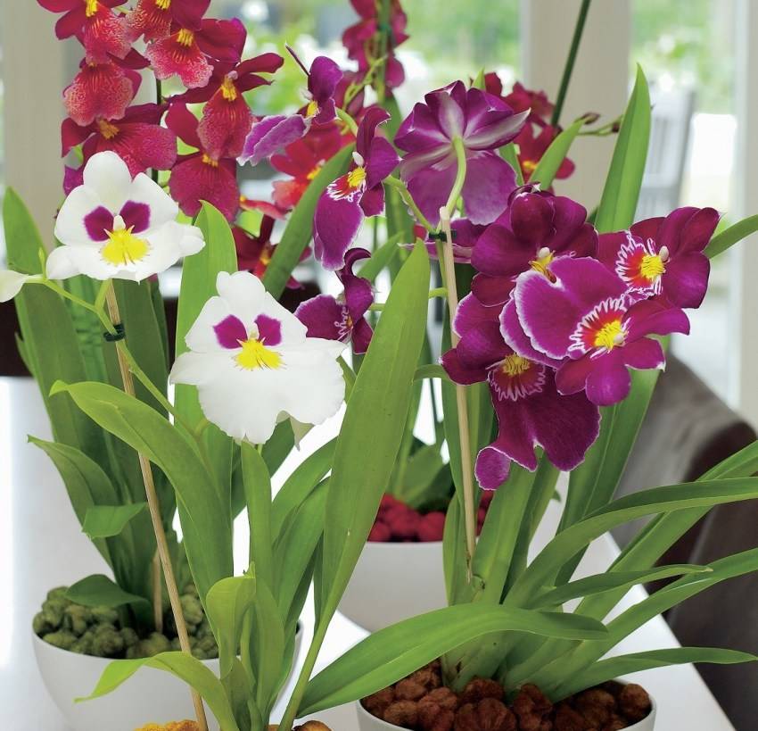 Орхидея мильтония: сорта, секреты ухода, фото и видео