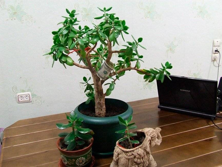 Денежное дерево: приметы и суеверия для дома, можно ли держать растение у себя дома, где именно поставить толстянку по фэн-шуй.