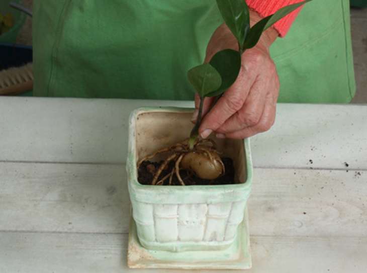 Цветок замиокулькаса: пересадка в другой горшок в домашних условиях, какая земля нужна?