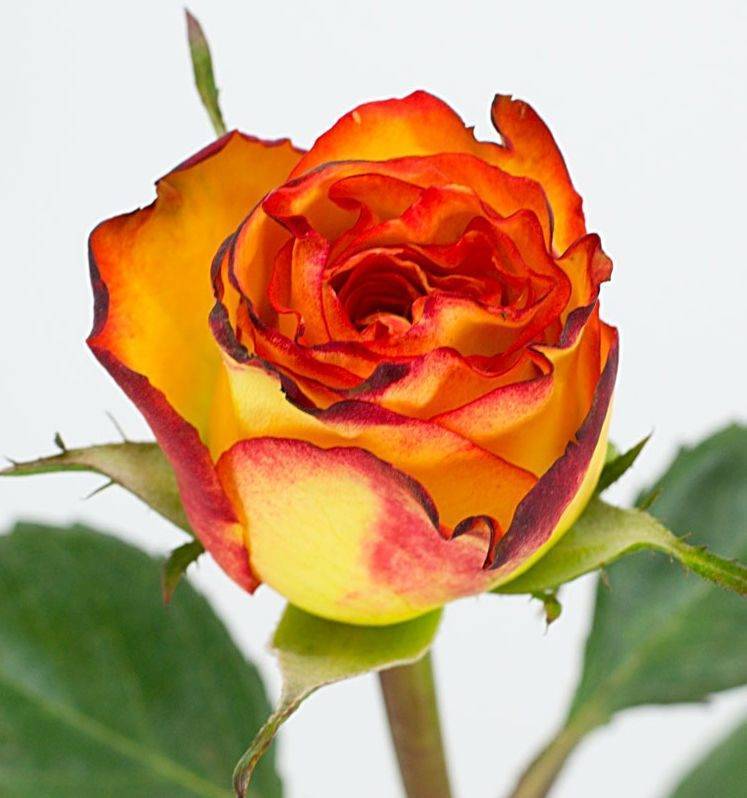Оранжевые розы - фото, сорта с названиями, значение