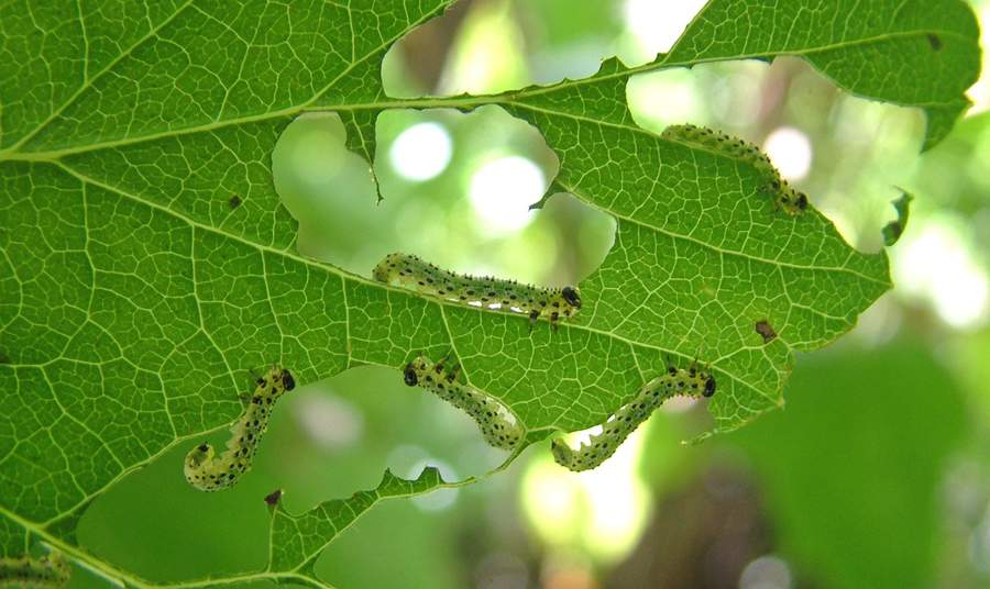 Гусеницы на крыжовнике объели листья: как бороться, чем обработать, способы избавиться