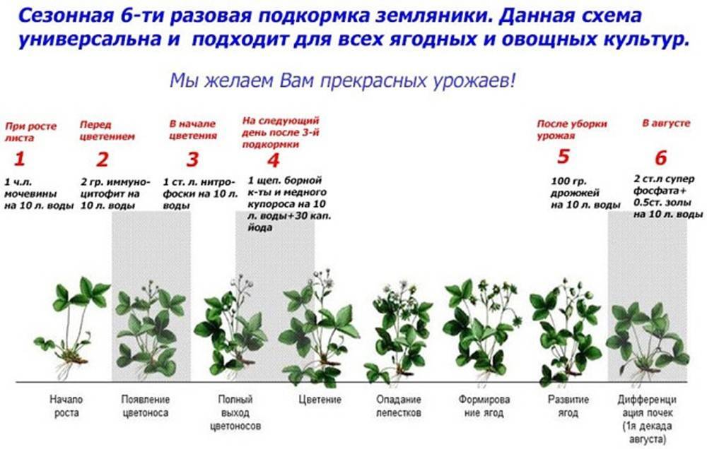 Повой или калистегия махровая: выращивание, фото, использования декоративной лианы в ландшафтном дизайне для вертикального озеленения участка