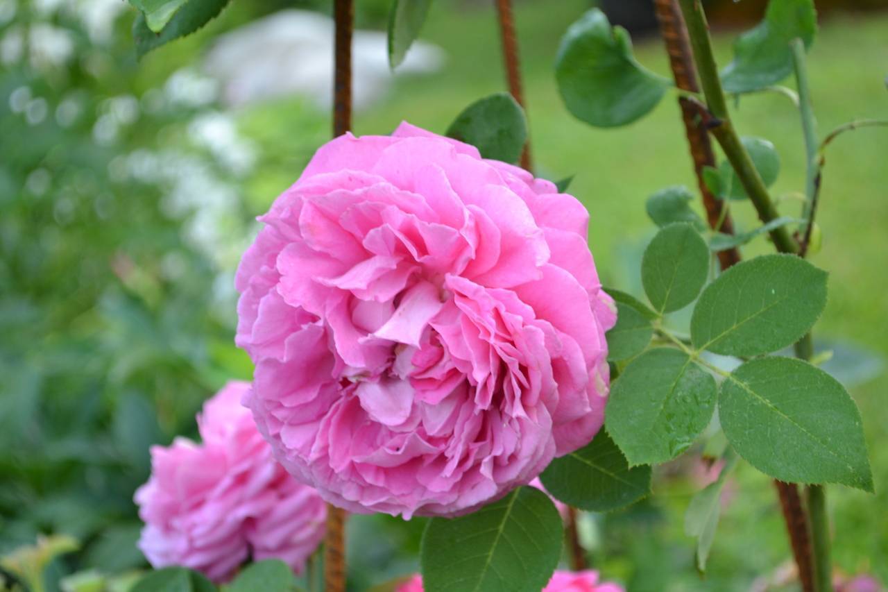 Описание бурбонской парковой розы луис одьер: отличительные особенности, уход