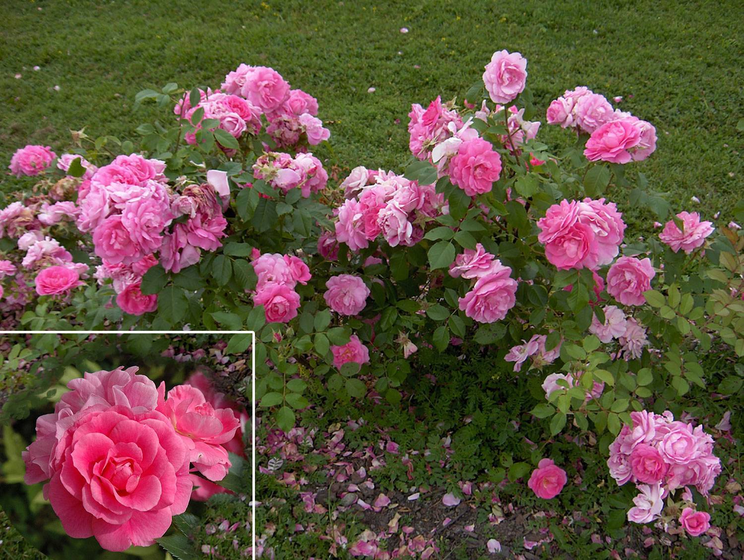 Роза морден блаш (morden blush) — описание сортовой культуры