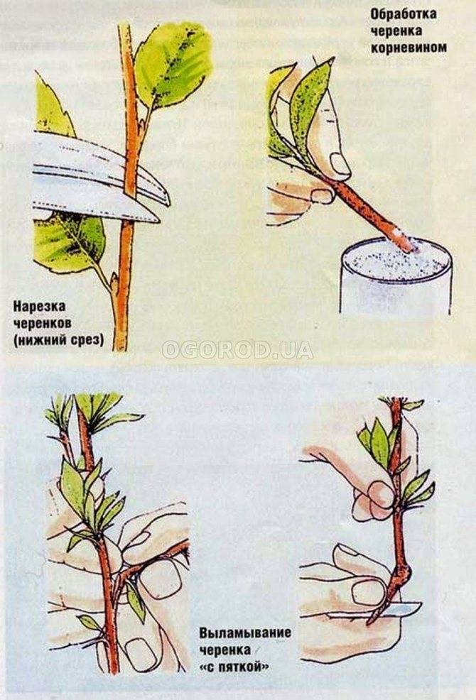 Кротон как размножается листом