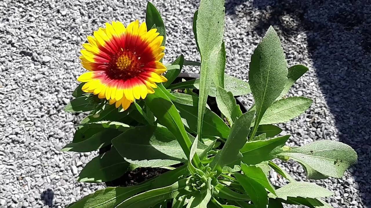 Гайлардия многолетняя: описание, выращивание из семян, посадка в открытый грунт и уход (45+ фото & видео) +отзывы