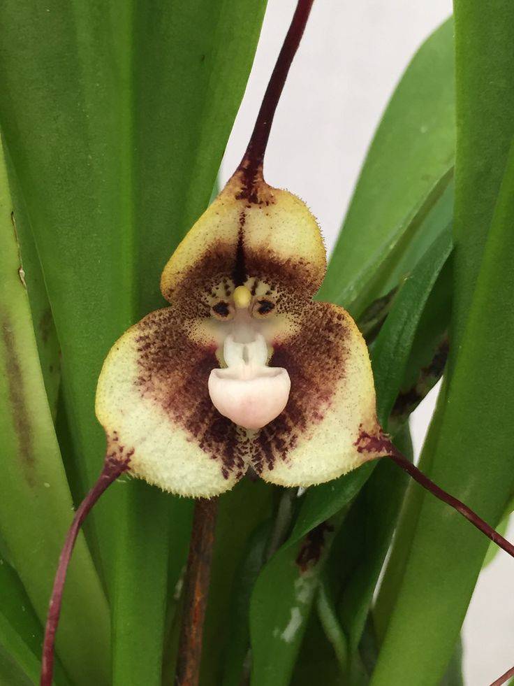 Сверхъестественная красота: все, что нужно знать об орхидее дракула