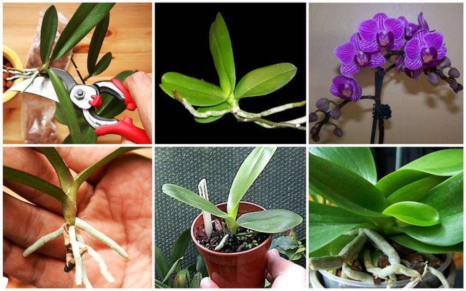 Орхидея фаленопсис — размножение в домашних условиях черенками цветоноса и детками, как размножить орхидею корнями и семенами