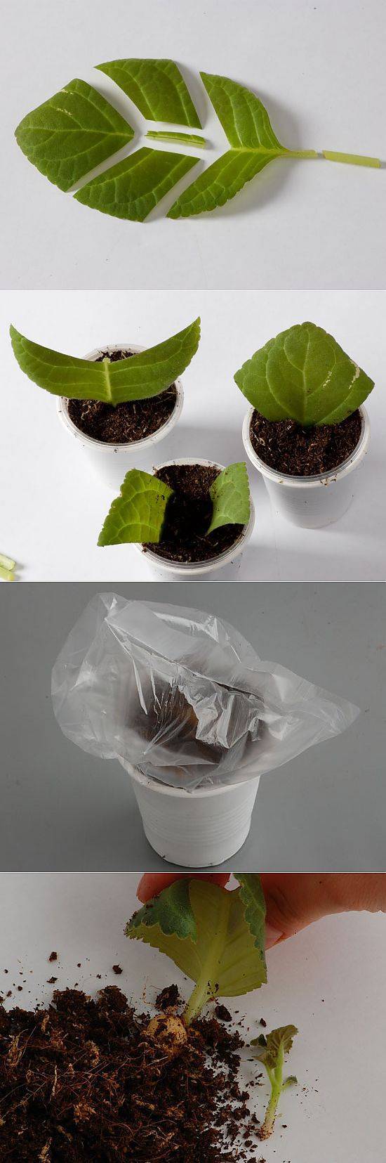 ᐉ как вырастить глоксинию из листа - godacha.ru
