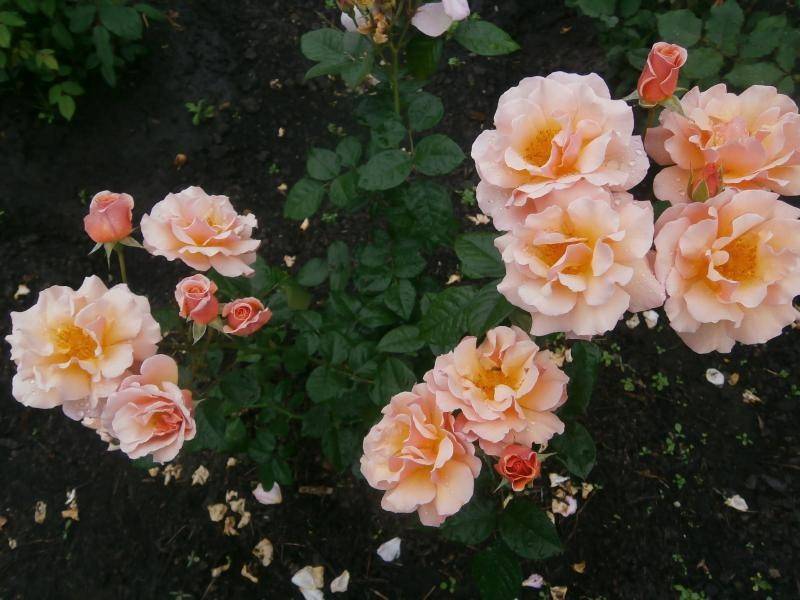 Роза мартин фробишер (martin frobisher) — описание сорта