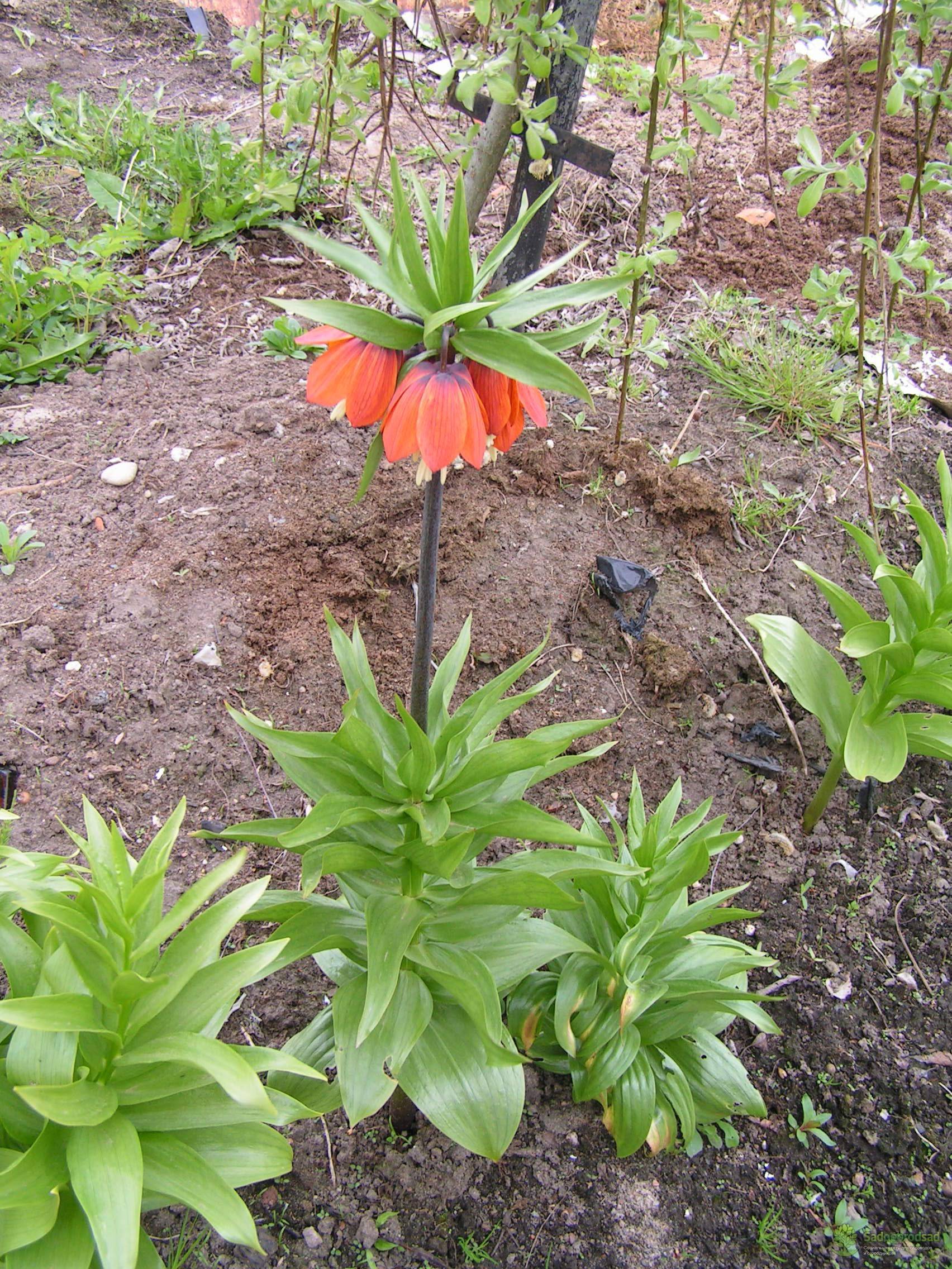 Цветок рябчик — секреты осенней посадки и ухода