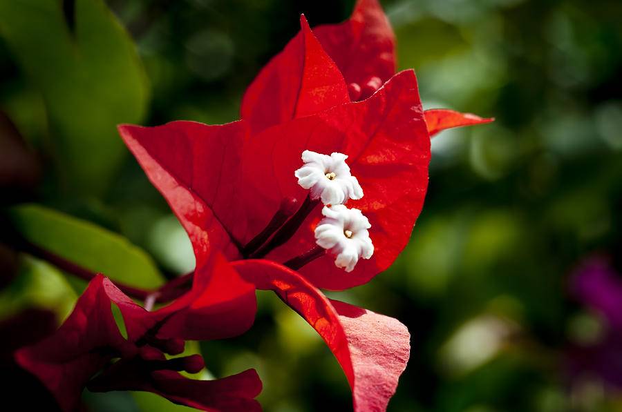 Бугенвиллея - бумажный цветок | греция - ελλάδα