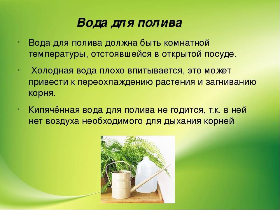 Обриета многолетняя: фото, посадка и уход, особенности выращивания в открытом грунте - sadovnikam.ru