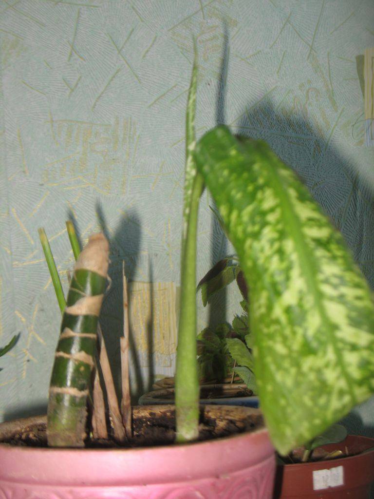 Диффенбахия: размножение, полив, пересадка, почему сохнут листья