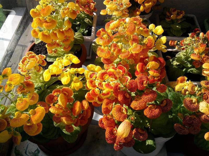 Цветок кальцеолярия: уход в домашних условиях, фото, выращивание из семян, размножение