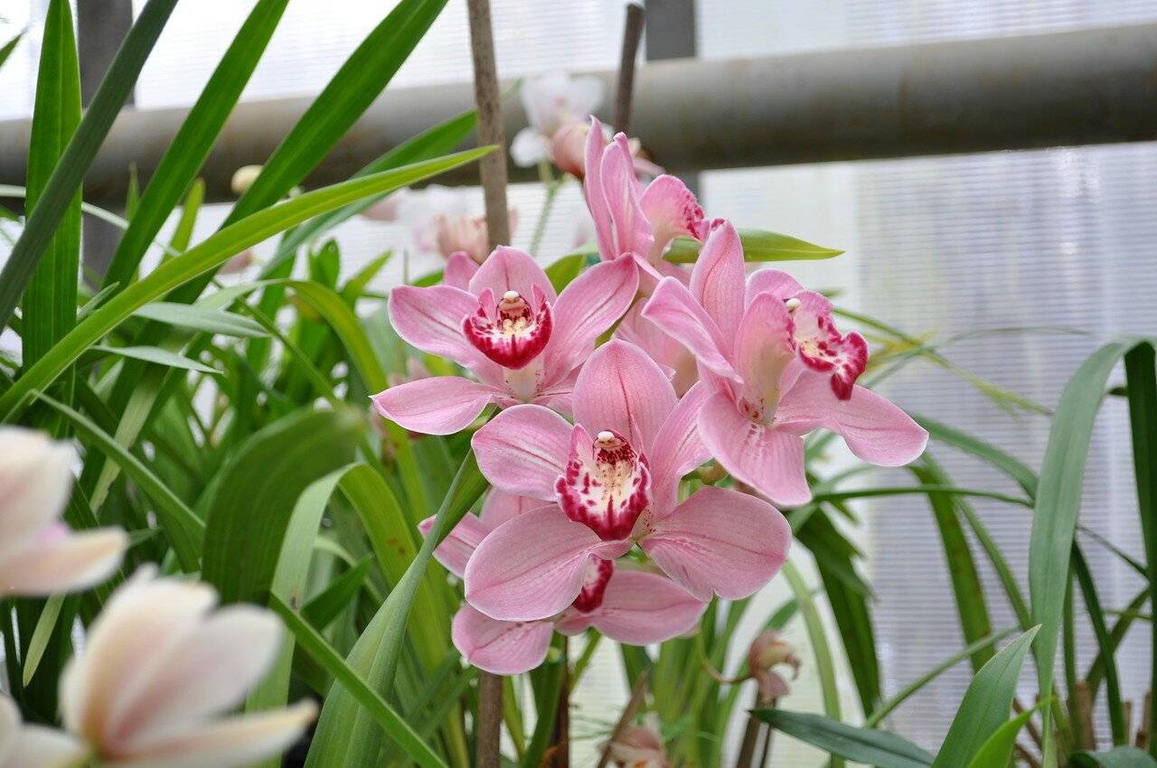 Яркий цветок — орхидея цимбидиум. описание растения и правила ухода за ним
