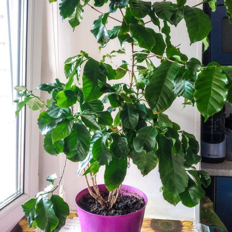 Кофе арабика: уход за комнатным растением в домашних условиях