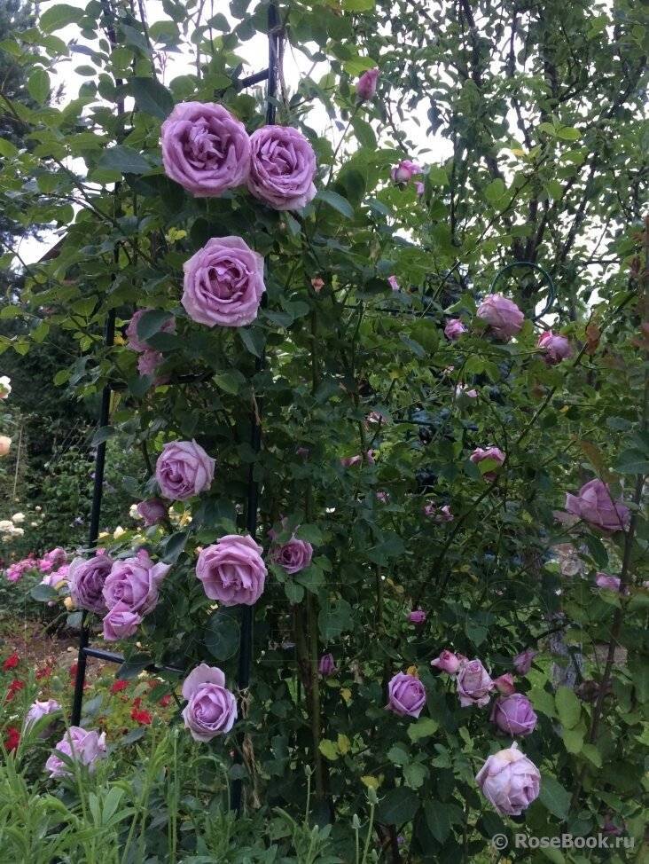 Роза плетистая индиголетта: посадка и уход, фото, описание сорта и отзывы