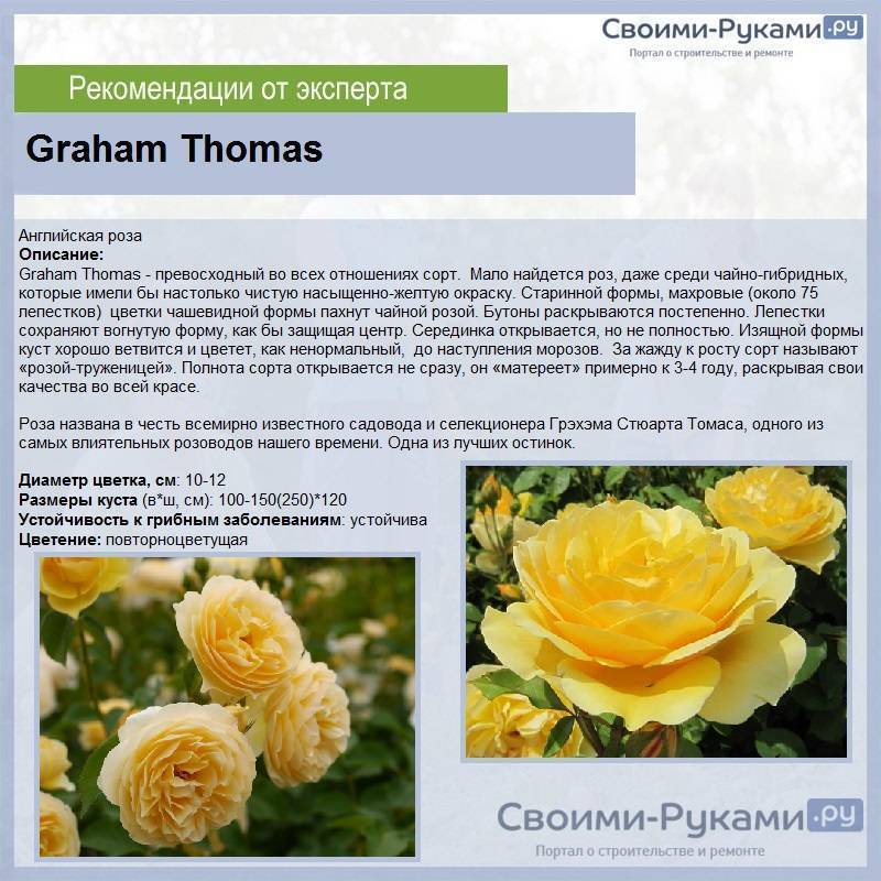 Роза грэхам томас (graham thomas) — характеристики гибрида