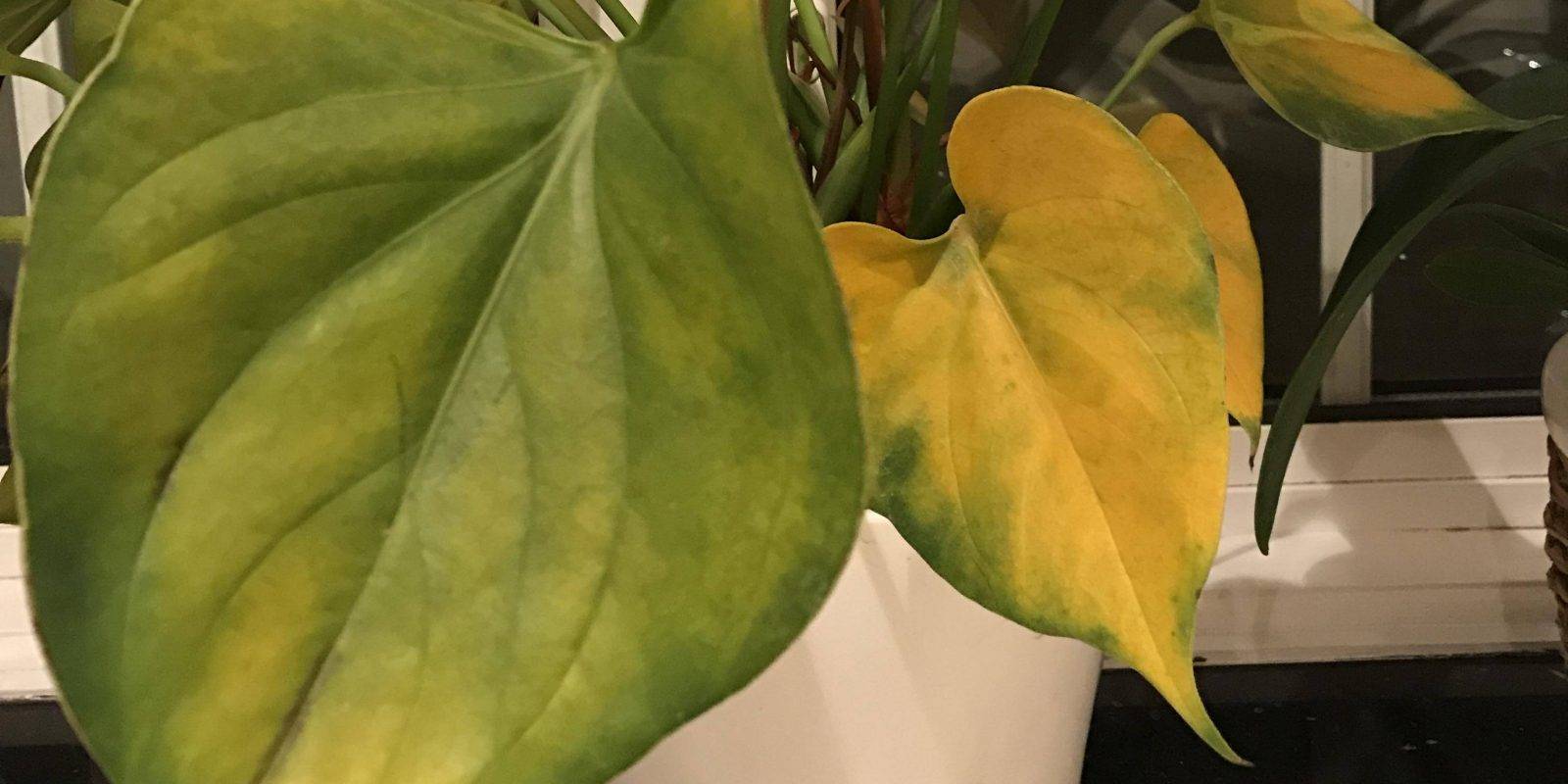 Почему желтеют листья у комнатных растений: возможные причины