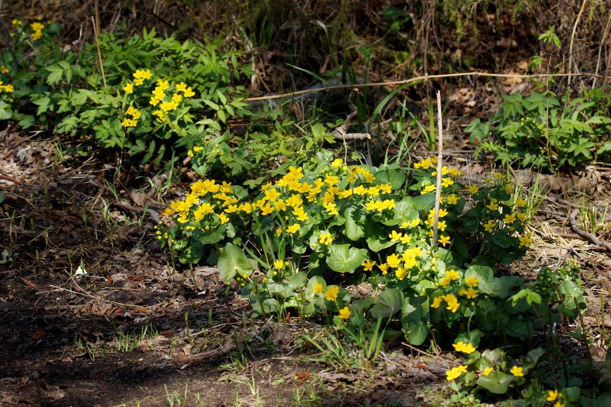 Калужница болотная — жёлтое покрывало в саду