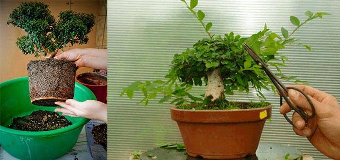 Выращивание бонсай из дуба – рекомендации эксперта