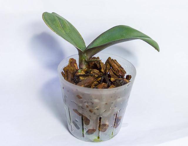 Какой нужен горшок для орхидеи selo.guru — интернет портал о сельском хозяйстве