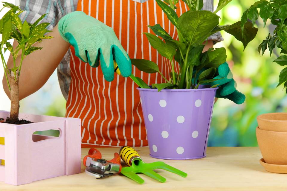 Разведение домашних цветов в горшках: как ухаживать за растениями в домашних условиях, рекомендации по выращиванию и правильной подкормке комнатных цветков