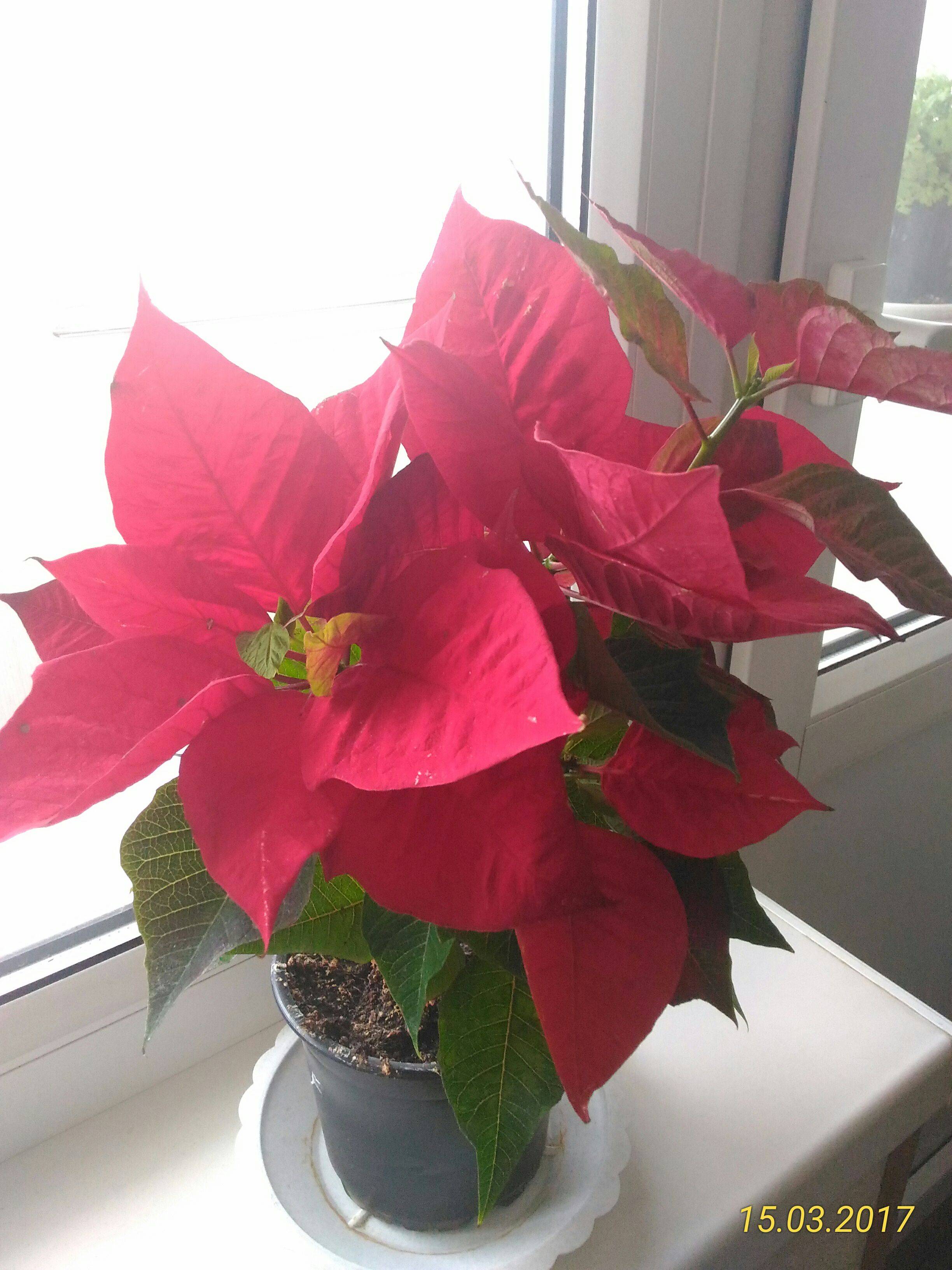 Цветок рождественская звезда: уход и размножение в домашних условиях