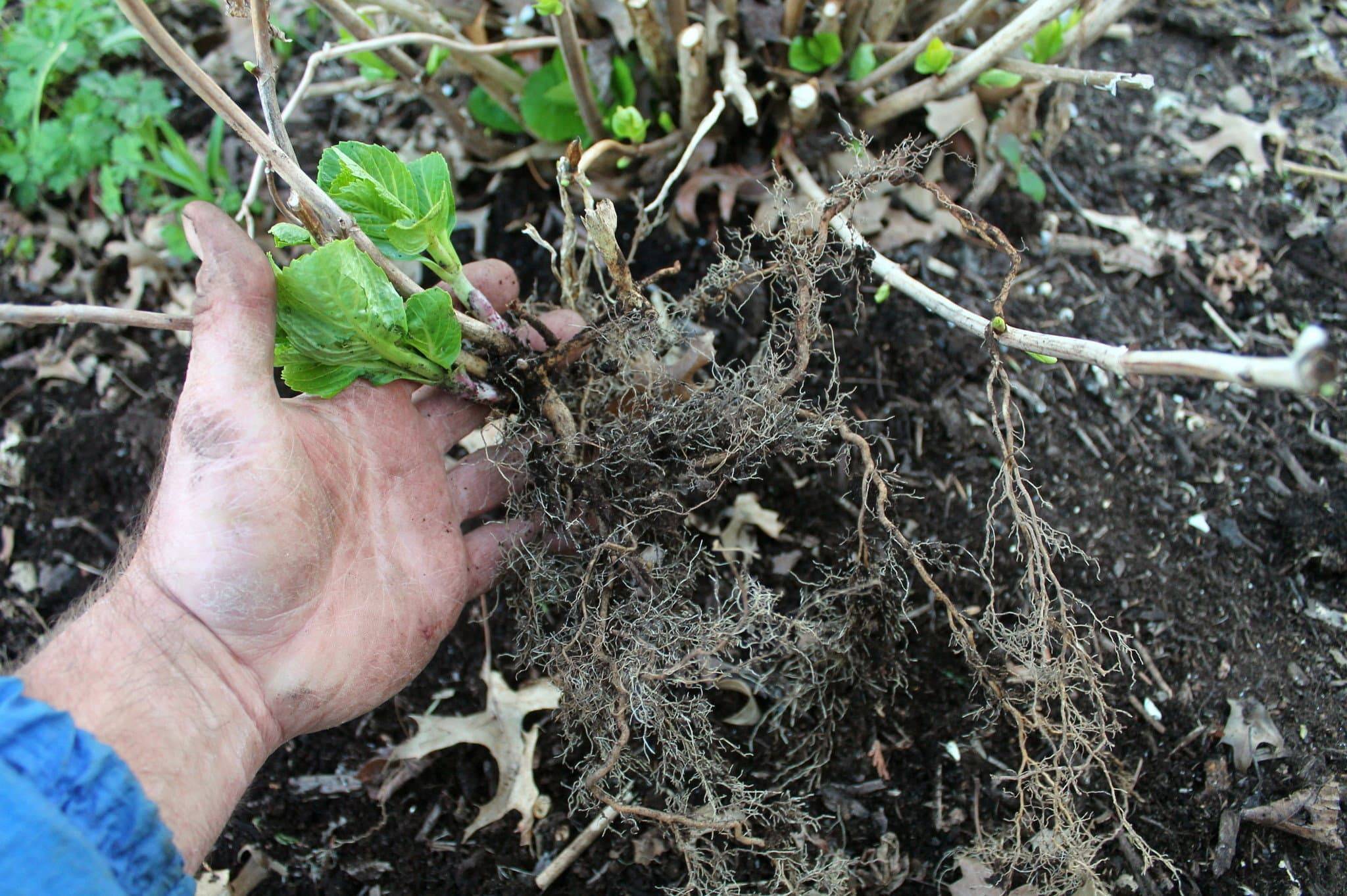 О траве лапчатке травянистой: как выглядит, посадка и выращивание