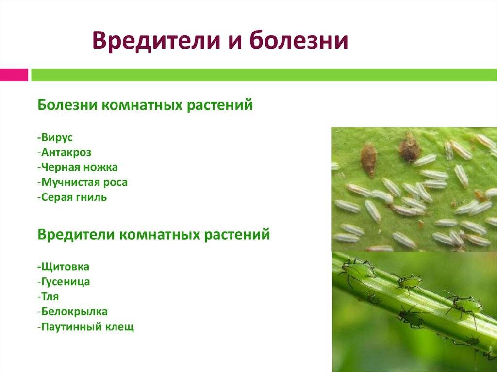 Вредители и болезни комнатных растений описание и фото на supersadovnik.ru