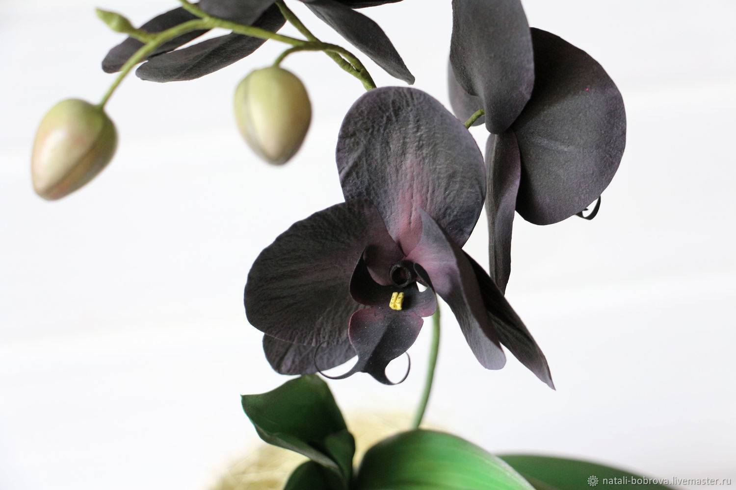 Черная орхидея: сорта и фото цветков фаленопсиса с описанием особенностей цветения, способы посадки и разведения, правильный уход и профилактика болезней