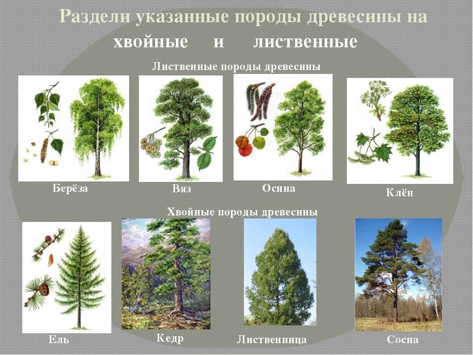 Список хвойных деревьев — фото и названия