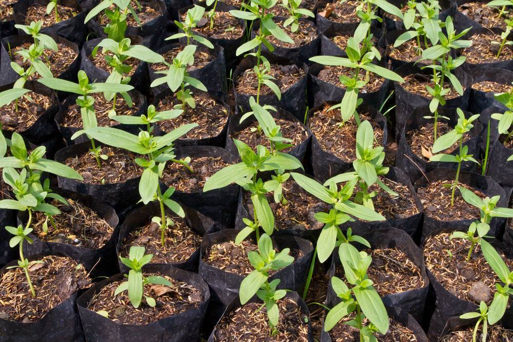 Выращивание цинии из семян рассадой в открытый грунт и в домашних условиях