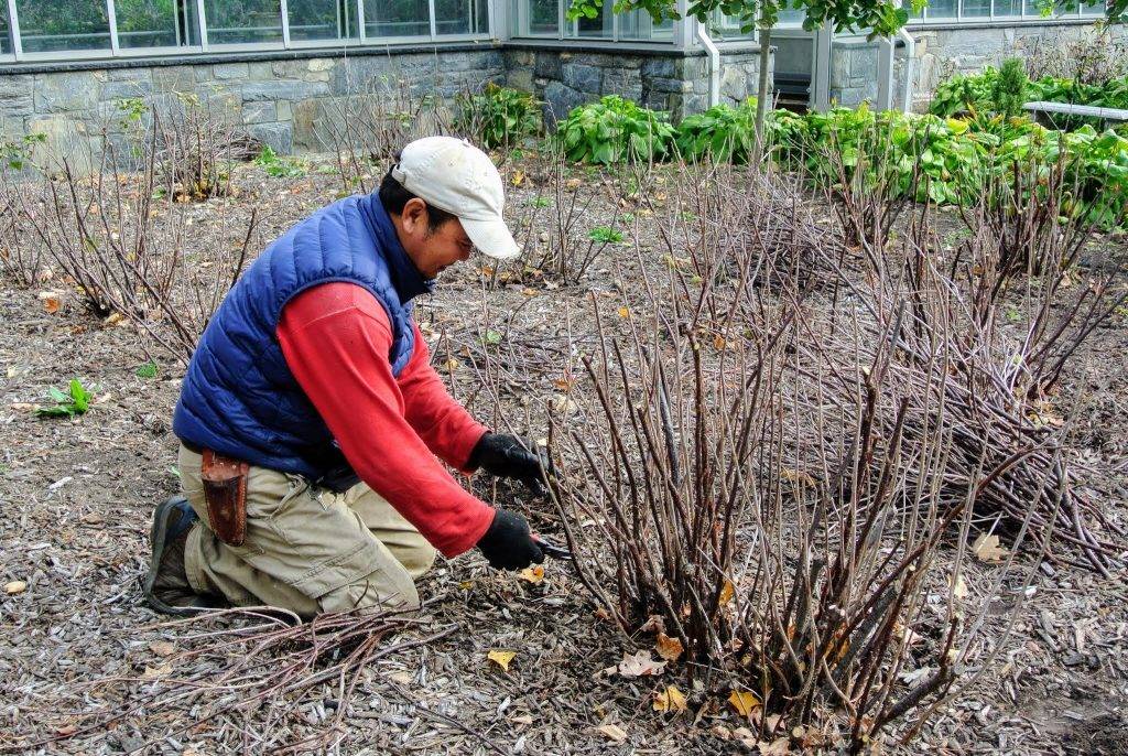 Подготовка сада к зиме - правильный уход за деревьями и кустарниками осенью: подкормка, обрезка, защита от вредителей и болезней
