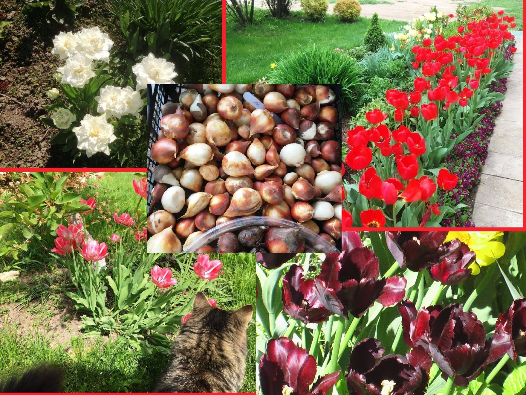 Как правильно сажать тюльпаны – весной или осенью и глубоко или нет?