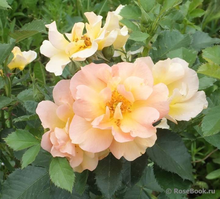 Роза канадская парковая сорта, посадка и уход в саду